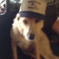Steve McColm (@stevemccolm1) 's Twitter Profile