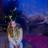lauraboeiend's profile image