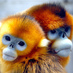 Guilty Monkey (@guilty_monkey) Twitter profile photo Guilty Monkey (@guilty_monkey) Twitter profile photo