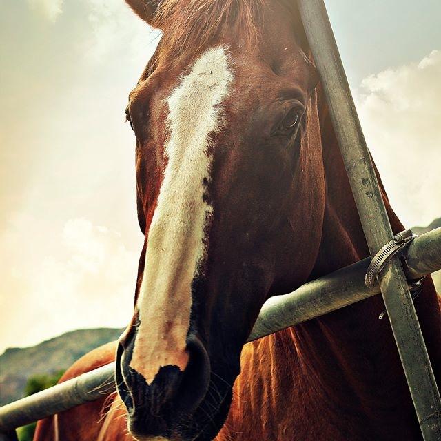 Established in 2005, Healing Hearts is dedicated to the rescue and rehabilitation of abused and neglected animals.