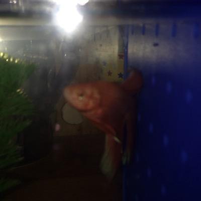 CuseFish's profile picture. I am a fish. My owner named me Cuse after Syracuse. I am a Double Tail male Betta Fish. Follow @Justin10DC and @dcolling66