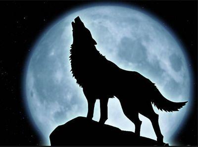 Arcticwolves123's profile picture. This is an old acc that I no longer use cause I was like 12 when I made it lmao