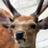 imma_deer's profile image