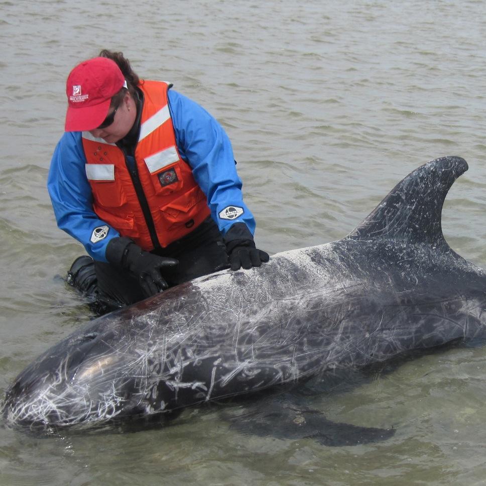 Atlantic Marine Conservation Society  Marine Mammal & Sea Turtle Necropsy Program Coordinator
