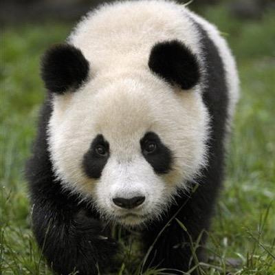 Instagram:joooshhyyy Kik:Pannndaa xbox gamertag:DGK pandaa Twitter:Pandaas Clan debution