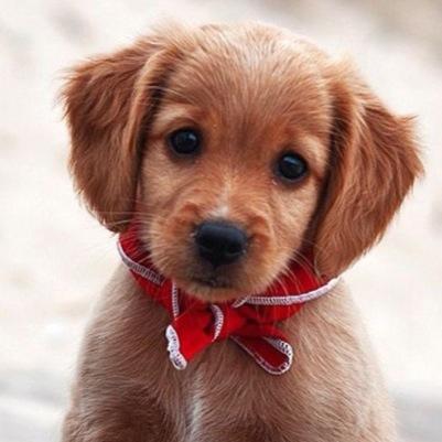 Puppy and Dog Photos!