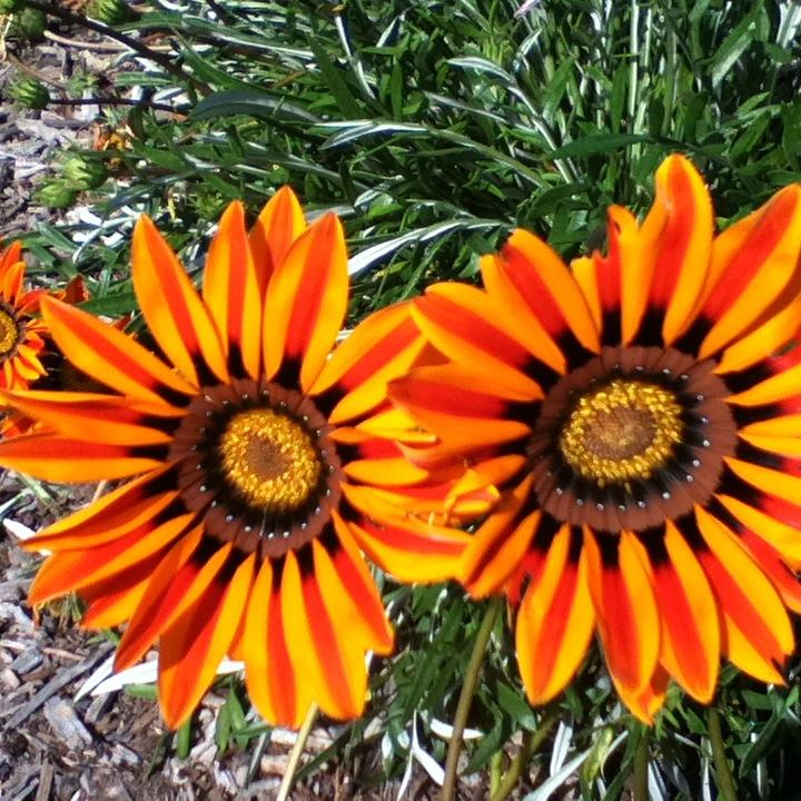 thnksgvnluv2015's profile picture. 