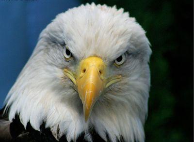 official eagles shit talking page
