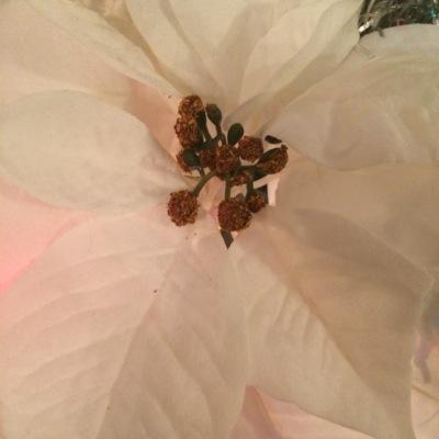 whitestcashmere's profile picture. the whitest cashmere