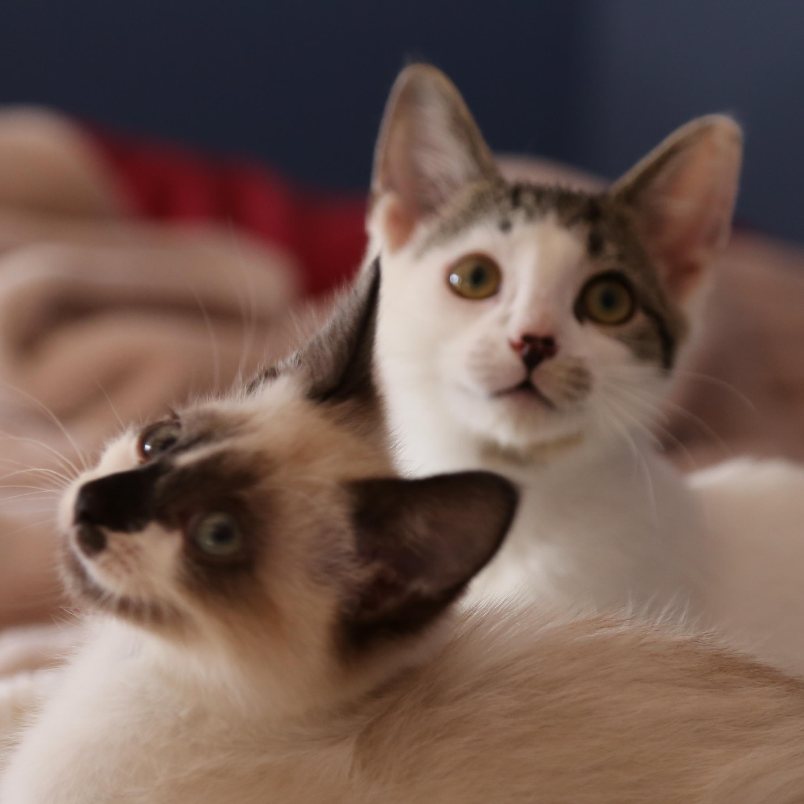 We're brother and sister bonded pair, as tiny kittens we were adopted together from a tnr rescue in November 2014.
We're also on Instagram @millie_and_droo