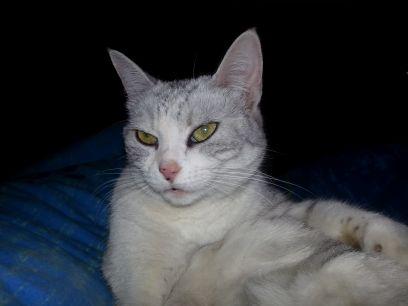 WummiW's profile picture. biologist, space enthusiast, freelance author, political background interest, like cats, explore underground historic sites