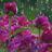 Anahid_Al's profile image