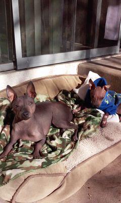 We are American hairless terriers...Blueberry 2 years Cheesey 11 months Cupcake 6 months PigWee 5 months