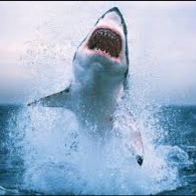 buy our shirts #tomsharkheenan official page
WCU