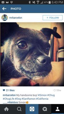 I didn't choose the chug life, the chug life chose me! #SimonChug #ChugsOfTwitter
