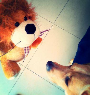 HibbletonHobbes's profile picture. I chew all within my realm. I also 'sit' and 'stay' for suitable treats!