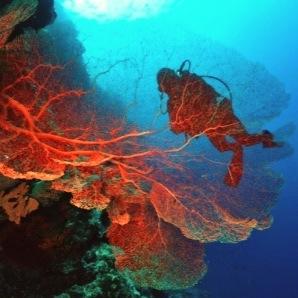 NairaDiveResort's profile picture. The only local-owned dive operator in Banda Islands, Central Maluku, Indonesia. CP: Sasha 082125122202, bandanairadive@gmail.com