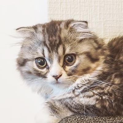 よろしくおねがいします