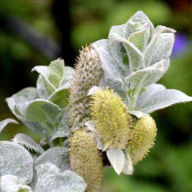 Salix_lanata's profile picture. Lover of montane woodland and geology. Former Science Subject Specialist at OCR, all views are my own.