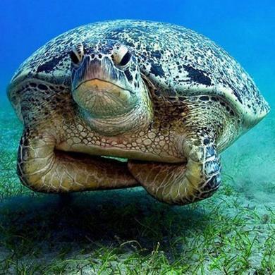 acerbicmaelin's profile picture. Just some guy