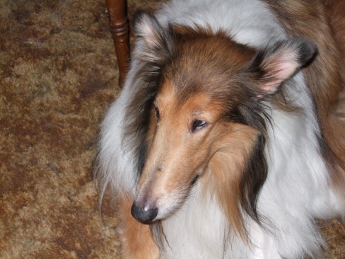My name is Chevy and I am a rough collie that luvs to tweet with my anipals on Twitter!