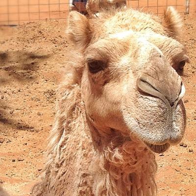 PyndanCamel's profile picture. Come camel riding with Pyndan Camel Tracks, the only Alice Springs camel tour company. Journey up close to the MacDonnell Ranges with our gentle camels.