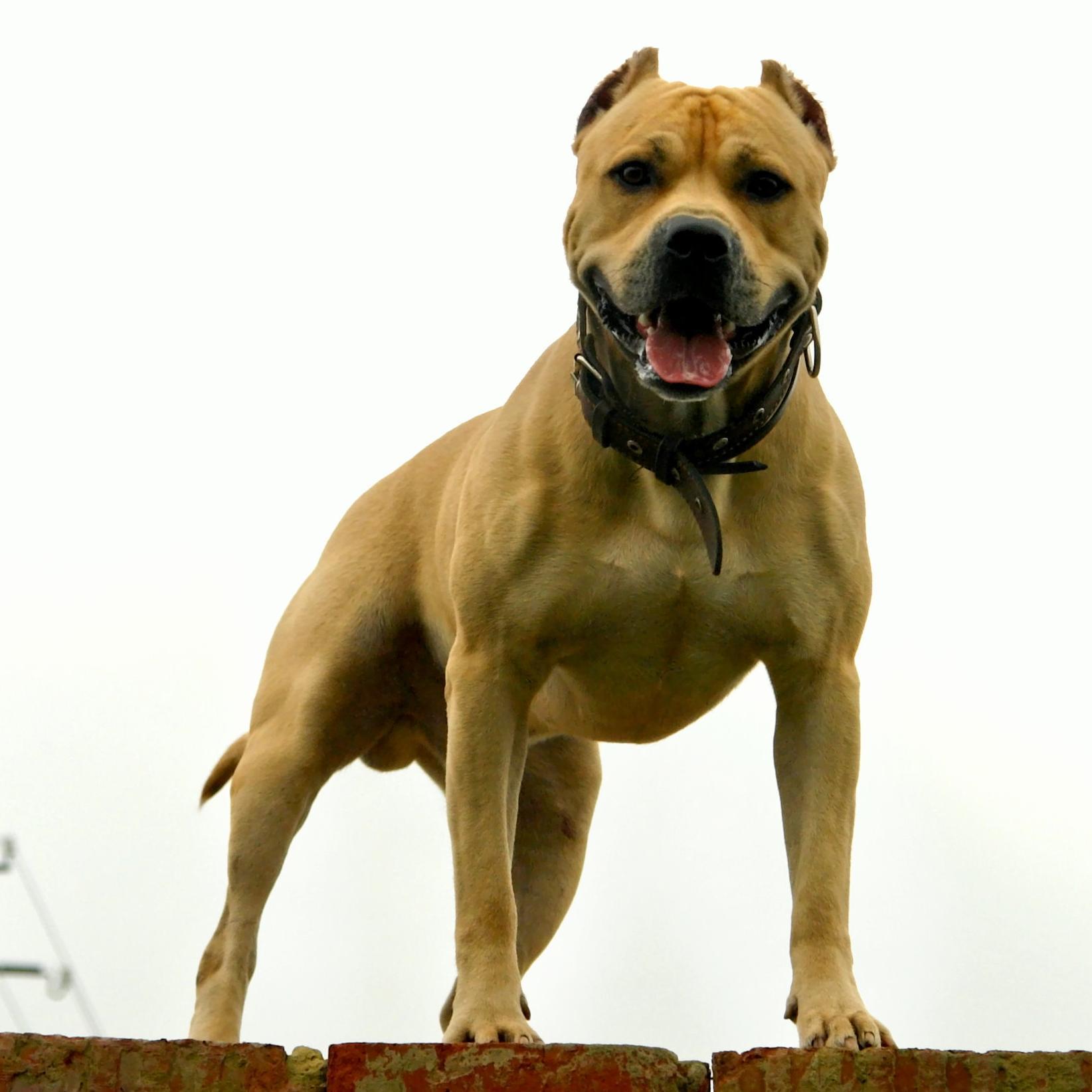 Parkour Dog From Ukraine