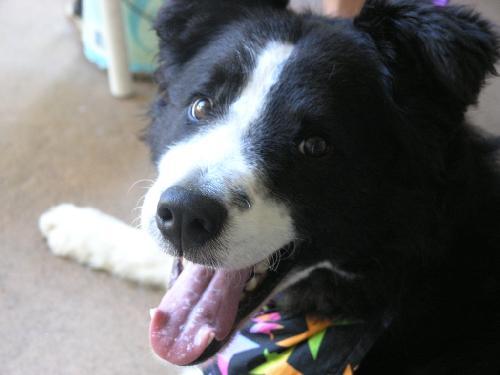 Mel_theBC's profile picture. I'm @Chevy_Boo's new border collie brother! I was rescued and now I am soooo happy!