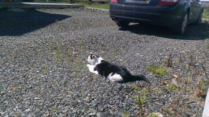 I'm a cat called Ulysses who lives in Cooley. Miaow!