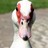 peleus's profile image