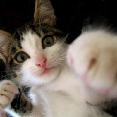 Hi