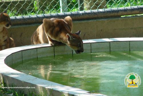 amazon_ucayali's profile picture. 