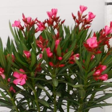 Nerium oleander. call or mail for more information. sales@nerium.center