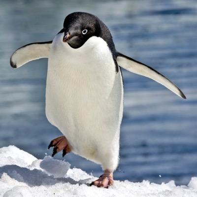 aye it's ya boy penguin