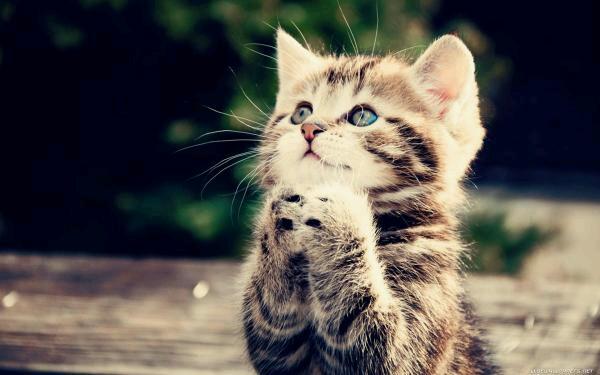 SBoushnaf's profile picture. c MS