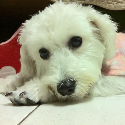 schnauzer_weiss's profile picture. Love hedgie, love franchie, love schnauzer.