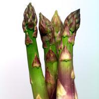 L'asperge pour les professionnels du goût - Asperges voor fijnproevers