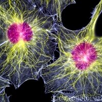 fibroblast (@_fibroblast) 's Twitter Profile