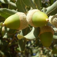 YoForestal (@yoforestal) 's Twitter Profile