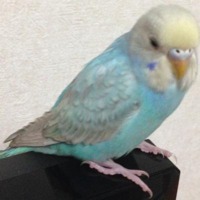 NobuTweb's profile picture. 