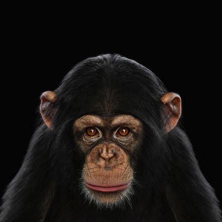 hubohuto's profile picture. Retweeter à temps complet. Amateur de bons mots, de bons sons, de bons vins et de bonobos.