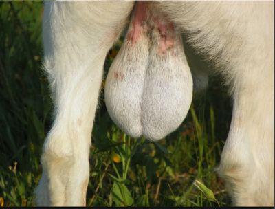 If you kill a goat keep the balls.
