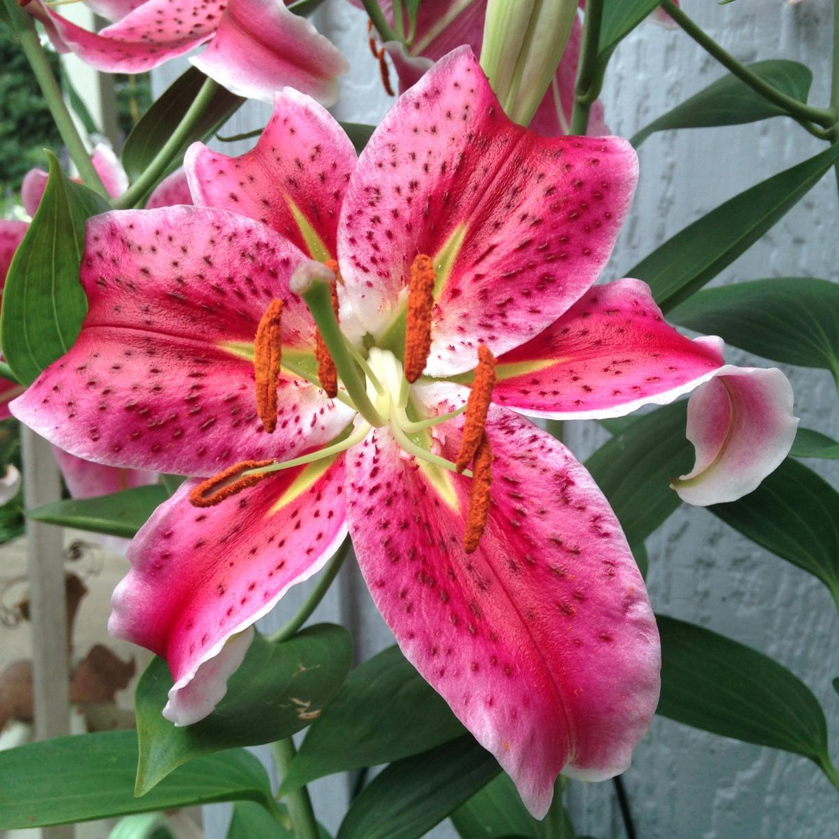 malloyka's profile picture. Lover of flowers, birds, ‘60 and 70’s rock, feminists, fiber arts, especially KNITTING, and walks...peace, equality...and pizza.