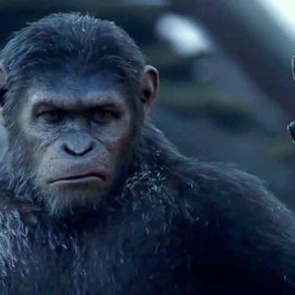 im gonna steal all of ur bitches and and gotta eat bannas niggas and want da booty! and wantin ape booty!and im obsssed with Caesar da ape cuz hs is dope!