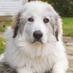 Big Fluffy DogRescue (@bigfluffydogs) Twitter profile photo Big Fluffy DogRescue (@bigfluffydogs) Twitter profile photo