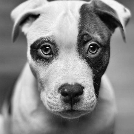 We are a small community seeking like-minded people that are passionate about putting a stop to all aspects of animal cruelty. Follow and Re tweet!
