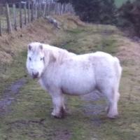 Mary Duguid (@memesisdeen) 's Twitter Profile