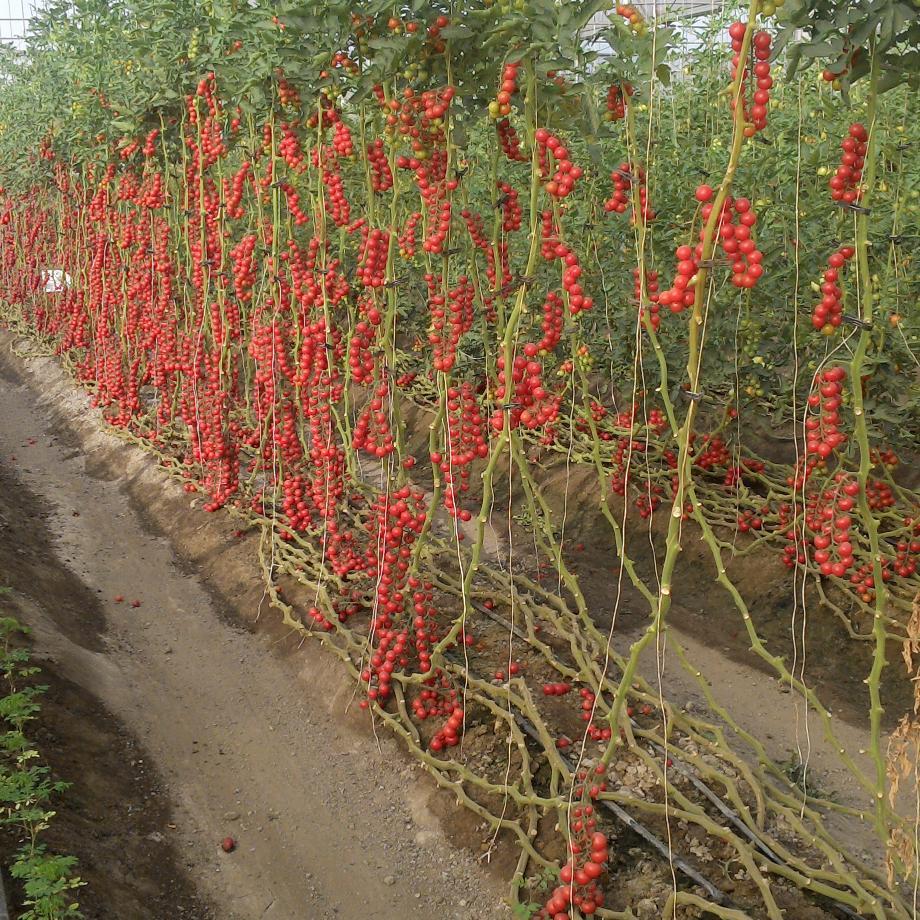 CAP_UANL's profile picture. Centro de Agricultura Protegida. Investigamos sobre tomate, pimiento y pepino en #invernadero y el cultivo de Moringa, Facultad de #Agronomía, #UANL