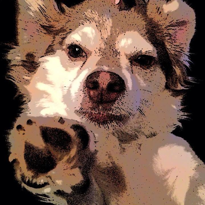 Official Twitter Page of PAWZ-N-PADS.   We give your pets Loving Care When You're Not There serving  Mansfield, Burleson, Crowley, SW Arlington, SW Fort Worth