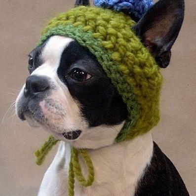 yourdog888's profile picture. 